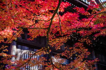 京都永観堂の紅葉