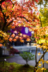 京都永観堂の紅葉
