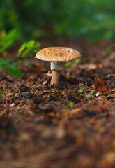 Blusher mushroom in forest