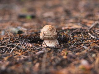 Small blusher mushroom in forest