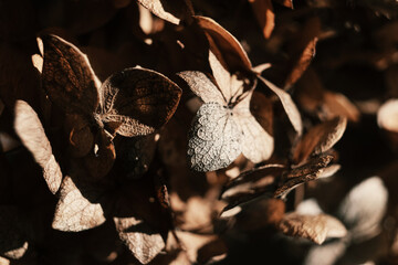 Dried hydrangea petals in sunlight close up. Beautiful dry flowers on black background. Stylish poster, soft focus
