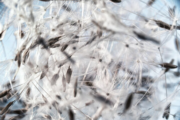 Dandelion seeds in a spiral prominent chaotic arrangement. selective focus