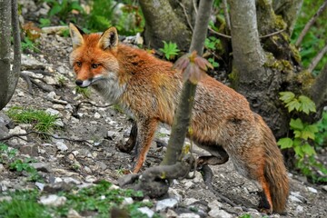  Renard roux (Vulpes vulpes), Neuchâtel, Suisse.