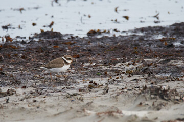 Sandregenpfeifer (Charadrius hiaticula) an der Ostsee im Herbst
