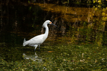Cattle Egret fishing in the pond at Orlando Wetlands Park in Cape Canaveral Florida.