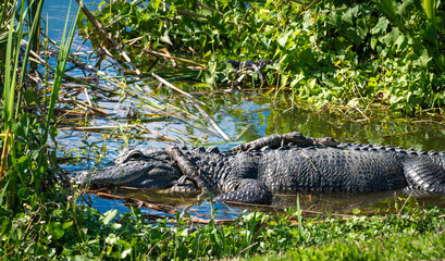 Mother American Alligator with baby alligators on her back at Orlando Wetlands Park in Florida.