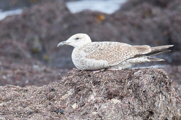 Silbermöwe im 1.Winter an der Ostsee