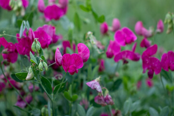 Pink purple wild sweet pea flowers on the summer lawn