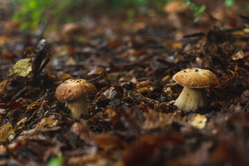 Penny bun (Boletus Edulis) mushroom in forest