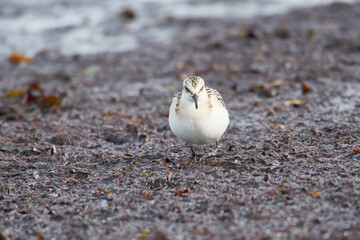 Sanderling im Herbst  an der Ostsee	