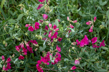 Fototapeta premium Pink purple wild sweet pea flowers on the summer lawn