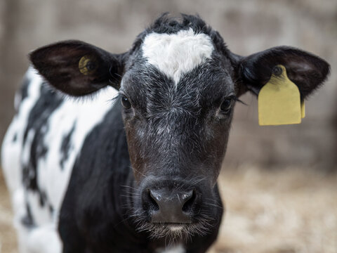 Young black and white Friesian calf in barn closeup.