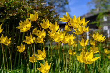 Flowers of yellow tulips on green grass macro. Romantic Tulipa Sylvestris in spring. Field close-up. Flowers. Floral background for design, postcards, posters, banners.