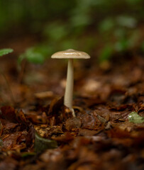 Single mushroom in forest