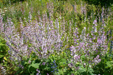 Purple sage salvia flowers in the summer garden. Flowering medicinal plants in the herbal garden