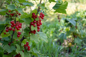 Close-up of red currant berries on a bush in the summer garden