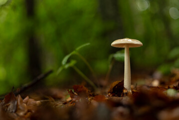 Single mushroom in forest