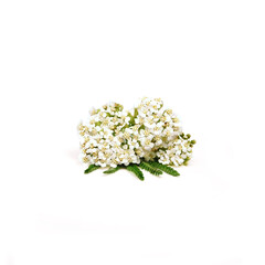 Yarrow plant isolated, blooming Achillea millefolium close up isolated on white background