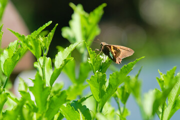 Silver-spotted skipper butterfly on a sunny June afternoon