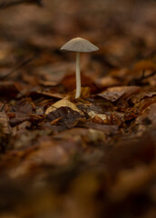Single mushroom in forest