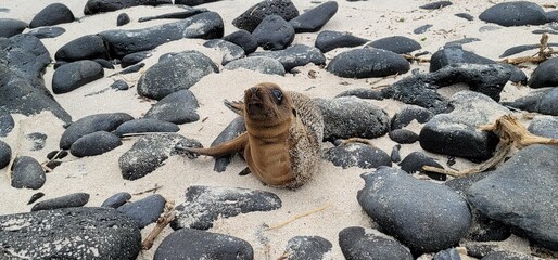 Baby Galapagos sea lions