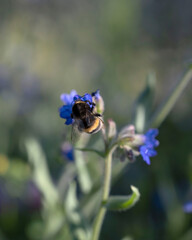bumblebee collects nectar