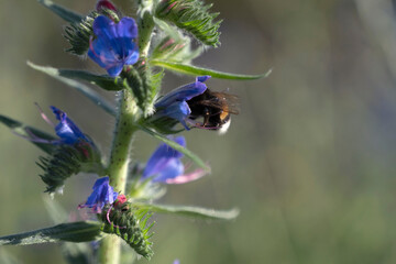 bumblebee collects nectar © Tatiana