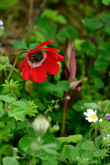 Kronen-Anemone // Poppy anemone (Anemone coronaria) - Mani, Peloponnes, Griechenland