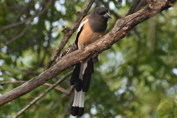 black capped kingfisher