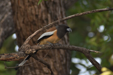 great spotted woodpecker