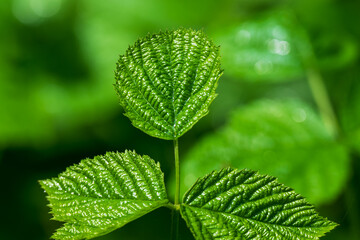 Green leaves after little rain.