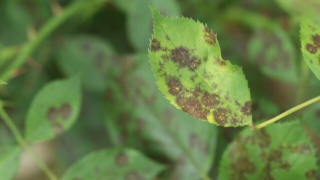 The rose black spot disease caused by the fungus Diplocarpon rosae. The black spots on the leaves are circular with a perforated edge. Close-up video of a rose leaf rippling in the wind.
