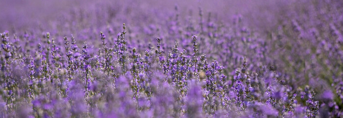 Fototapeta na wymiar Beautiful violet lavender field in the province. Concept of medicine, fragants and aromatic products. Wide horizontal image of purple lavender blossomed flowers.