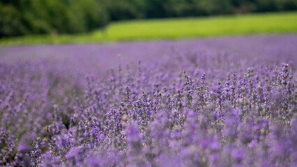 Fototapeta premium Beautiful violet lavender field in the province. Concept of medicine, fragants and aromatic products. Purple lavender blossomed flowers.