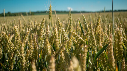 Agriculture landscape with young wheat.