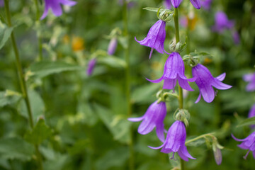 Purple Campanula Bellflowers in the summer garden. Close up of blue bell-shaped flowers