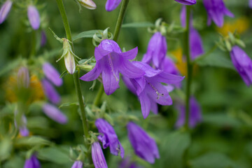 Purple Campanula Bellflowers in the summer garden. Close up of blue bell-shaped flowers