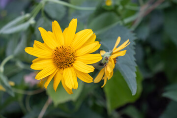 Heliopsis helianthoides False Sunflower in the summer garden. Close-up of yellow Sunflower-like flower 