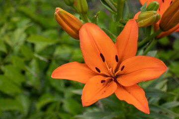 Orange lily in the summer garden. Close-up of lily flowers