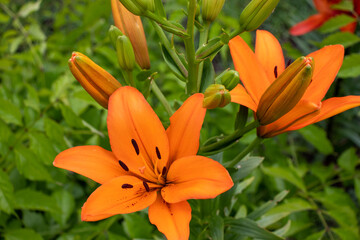 Obraz na płótnie Canvas Orange lily in the summer garden. Close-up of lily flowers