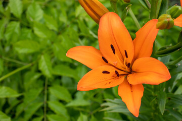 Orange lily in the summer garden. Close-up of lily flowers