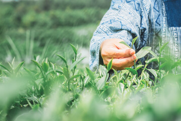Close up images, The hands of the farmers who are harvesting up the leaves from the tea tree in the morning which are the good time to harvest the tea leaves, to people and agriculture concept.