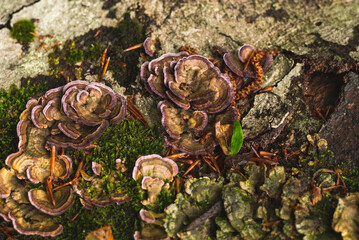 Cluster of mushrooms on dead tree trunk