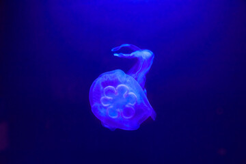 Beautiful illuminated ear jellyfish in aquarium.