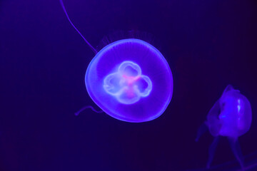 Beautiful illuminated ear jellyfish in aquarium.