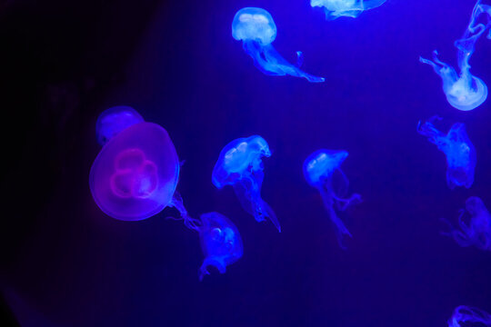 Beautiful illuminated ear jellyfish in aquarium.