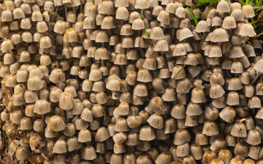 Numerous mushrooms grow in colony