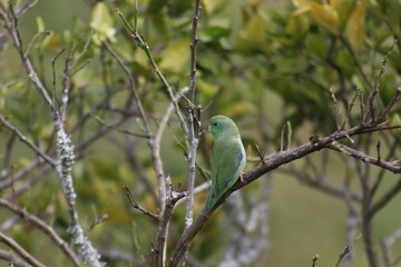 Hermosas imágenes de pájaros con gran colorido