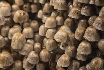 Numerous mushrooms grow in colony