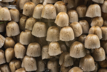 Numerous mushrooms grow in colony
